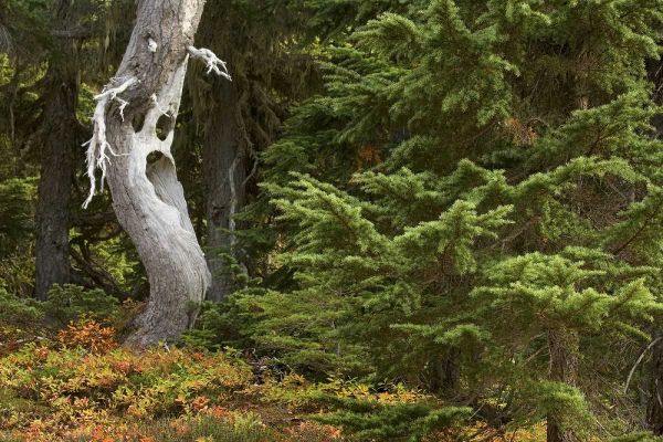 WA, Mount Rainier NP Spooky ghost tree in forest